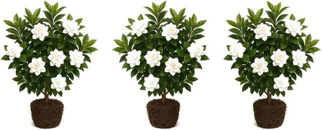 3-Pack Jasmine Gardenia August Beauty Live Plant – Shrub, Outdoor, Partial Sun