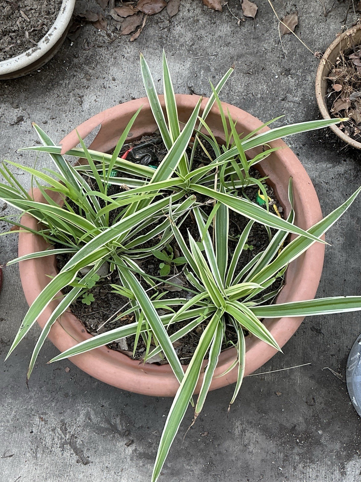 Lot Of 3 Spider Airplane Plants, 10” Tall With Roots, Rooted