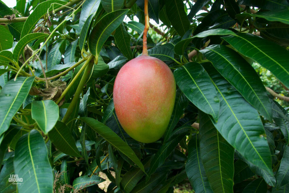 Mango Tree (Glenn Variety)