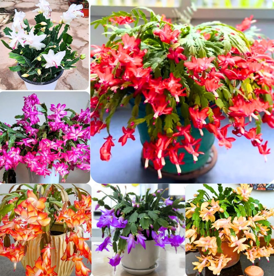 4 Mix Color Christmas Cactus Live Plant for Planting 4-6 Inch Tall in 3″ Pot