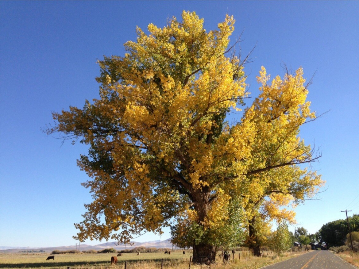 Cottonwood Tree, 3-4 year old plant 3-4 ft tall, Populus Fremontii Healthy Plant