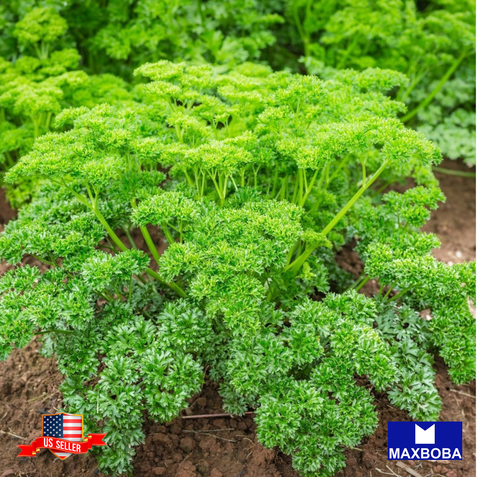 Parsley Seeds Moss Curled Organic Heirloom Non-GMO