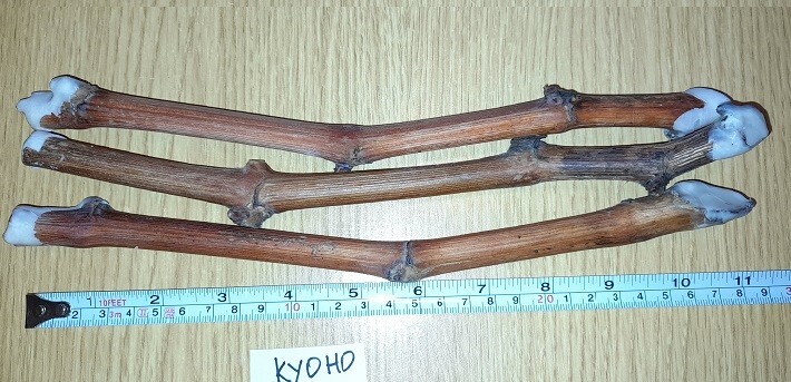 GRAPE “KYOHO” 3 grape vines cuttings
