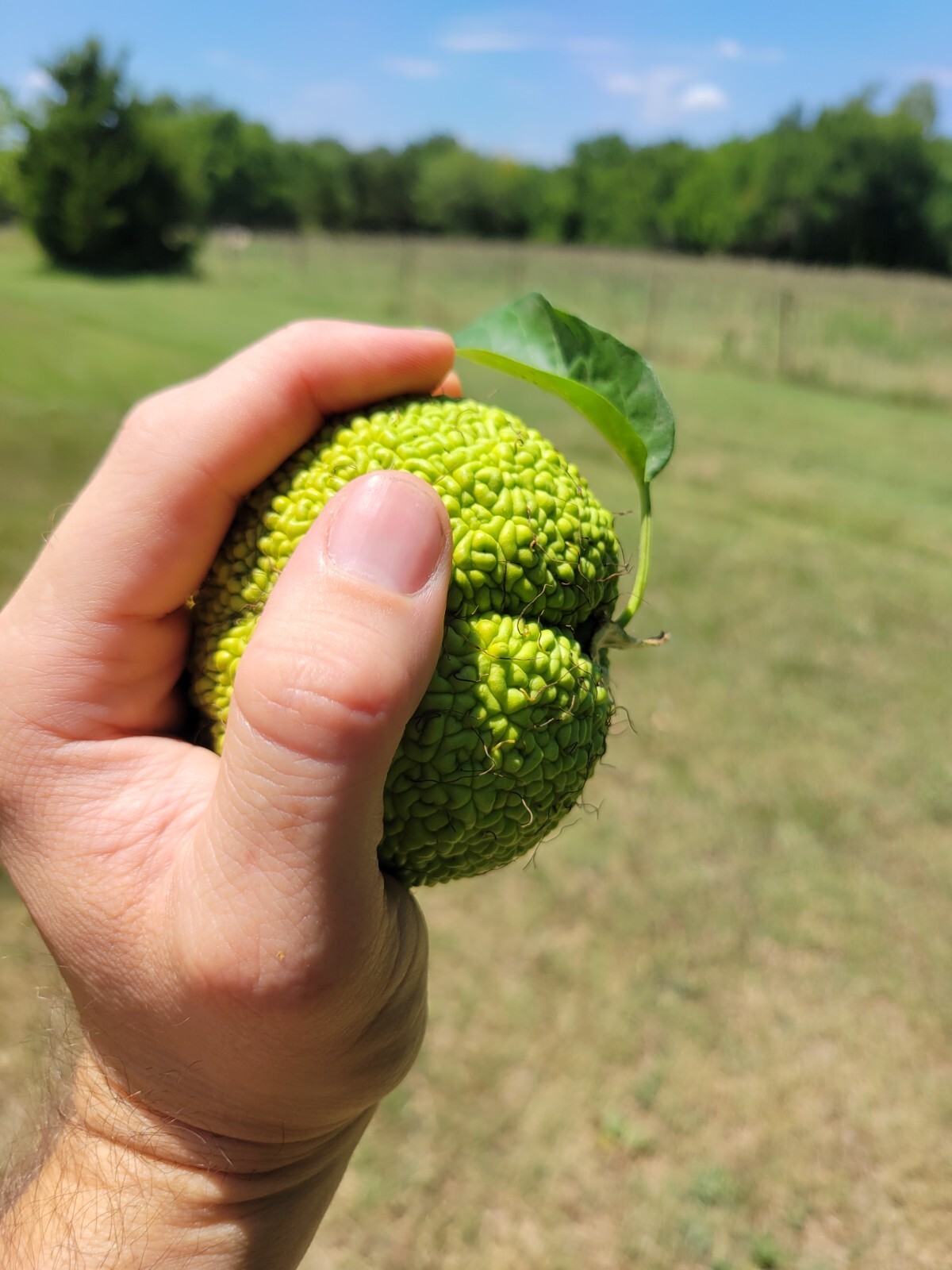 12 Farm Fresh Hedge Apple Osage Orange Horse Monkey Ball Maclura Pomifera Bois