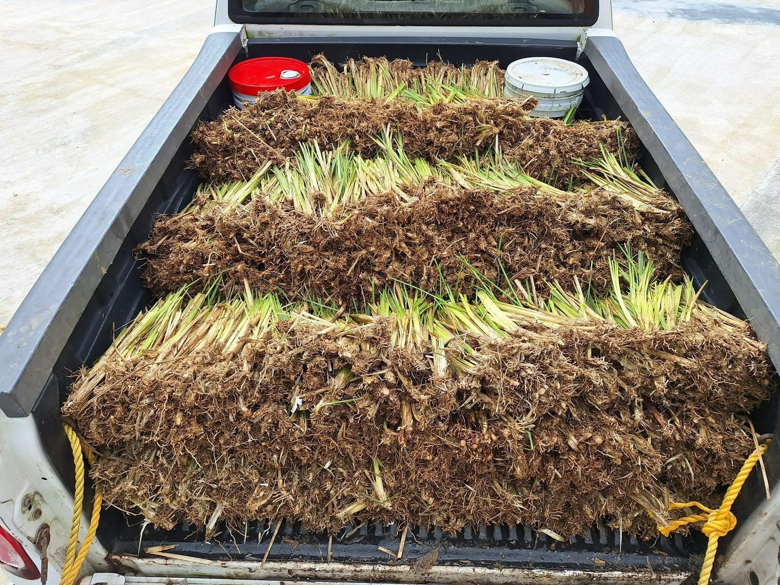Vetiver live plant for EROSION CONTROL 25 pcs combo