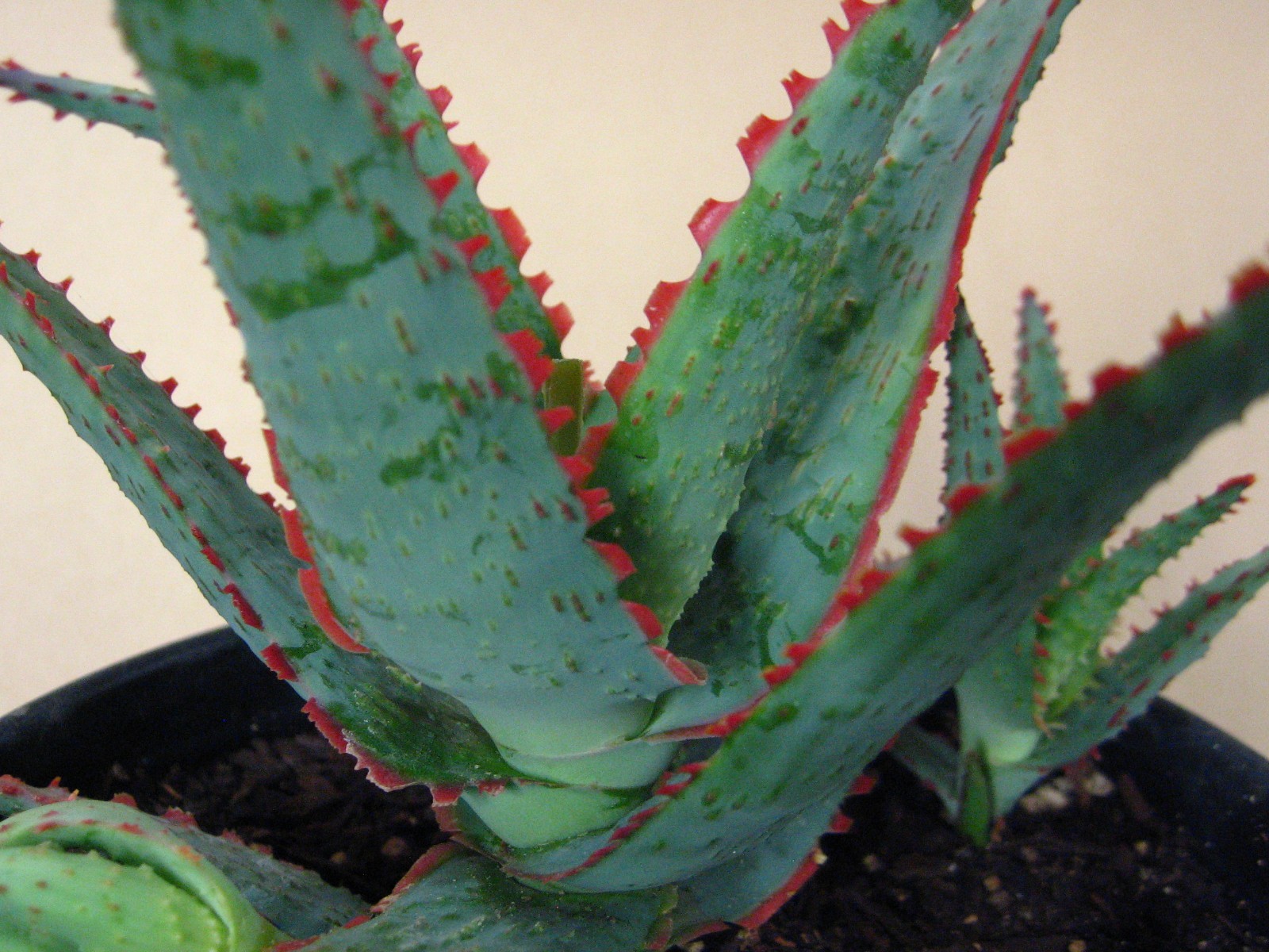 Aloe “Dracula’s Blood” Hybrid — Rare Succulent With 4 Offsets SUMMER SALE!!