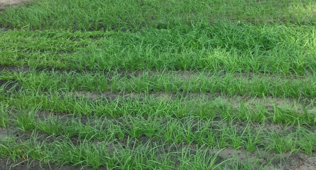35 Live Stalks Garlic Chives Leek Plant Bare Root Organic Non-GM 老韭菜根