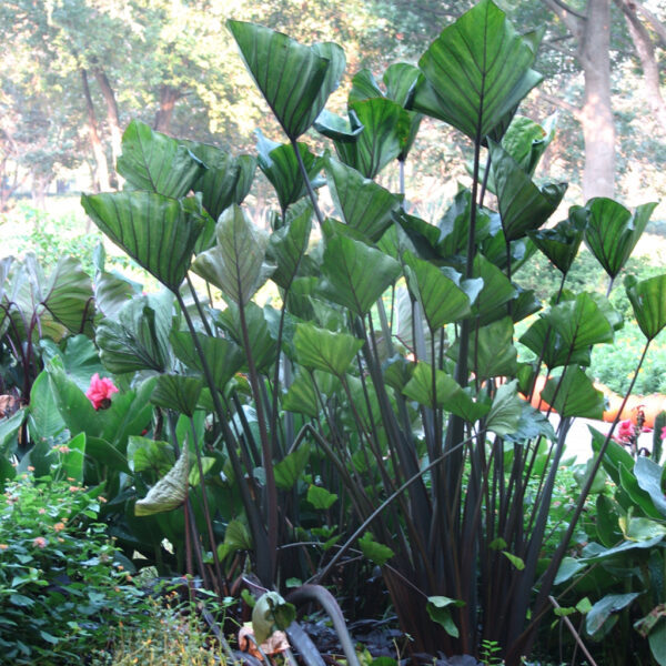 Colocasia – Tea Cup Elephant Ear – 1 Gallon Size Currently 2 to 3 FEET Tall