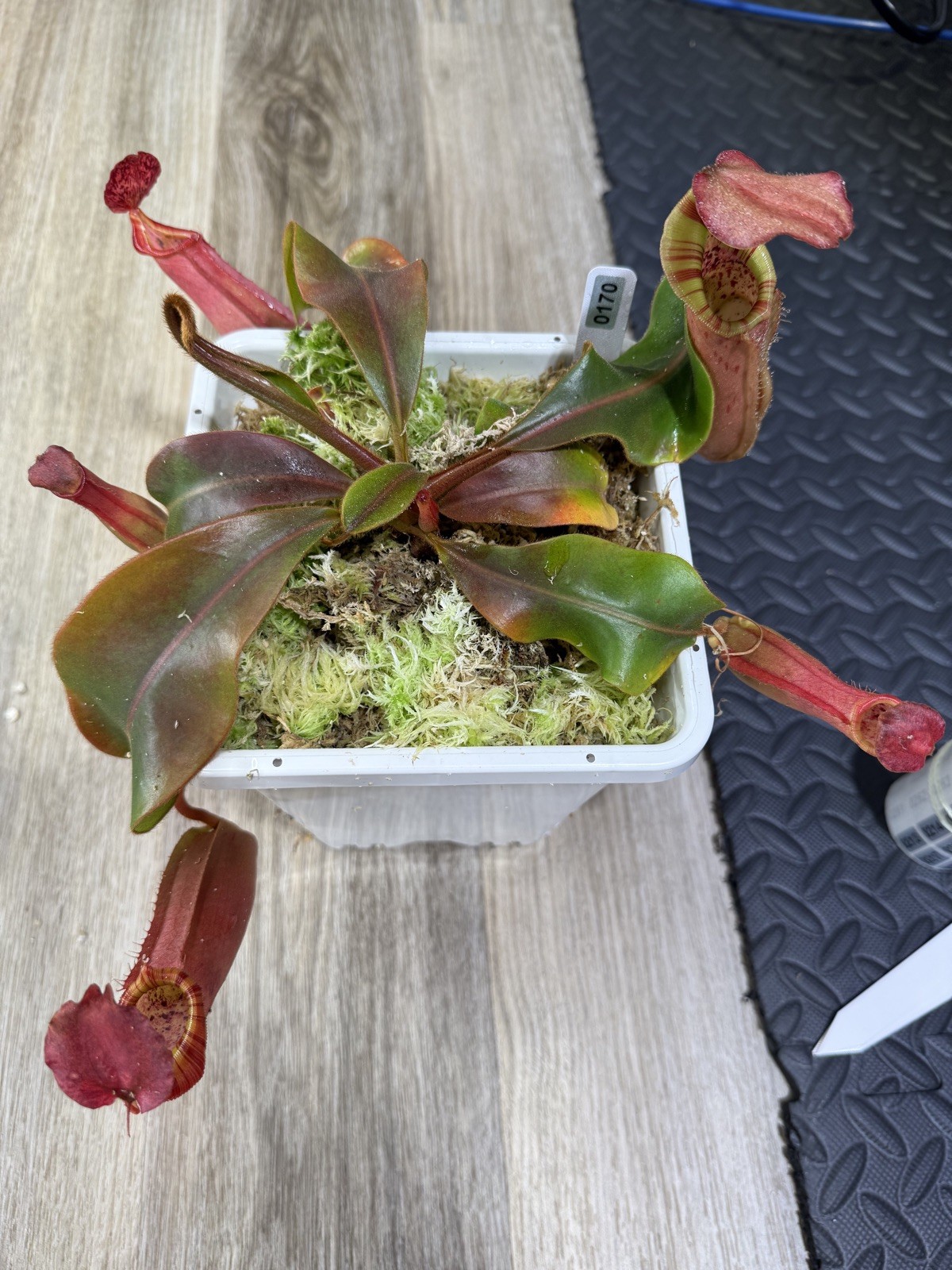 Nepenthes Vetchii Kelabit Highlands x S.O.M. x L.V.B.