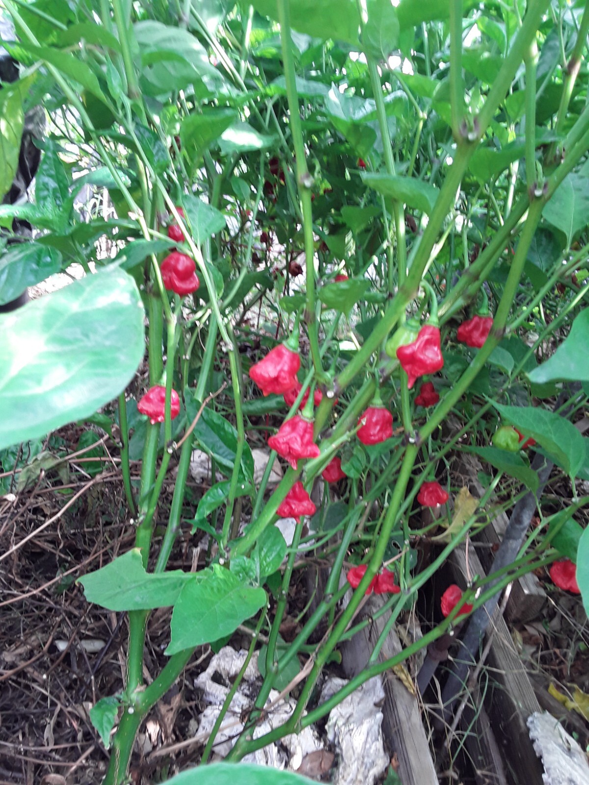 50+ Aji Dulce/Cachucha pepper Seeds. Sweet Open Pollinated. No Pesticides