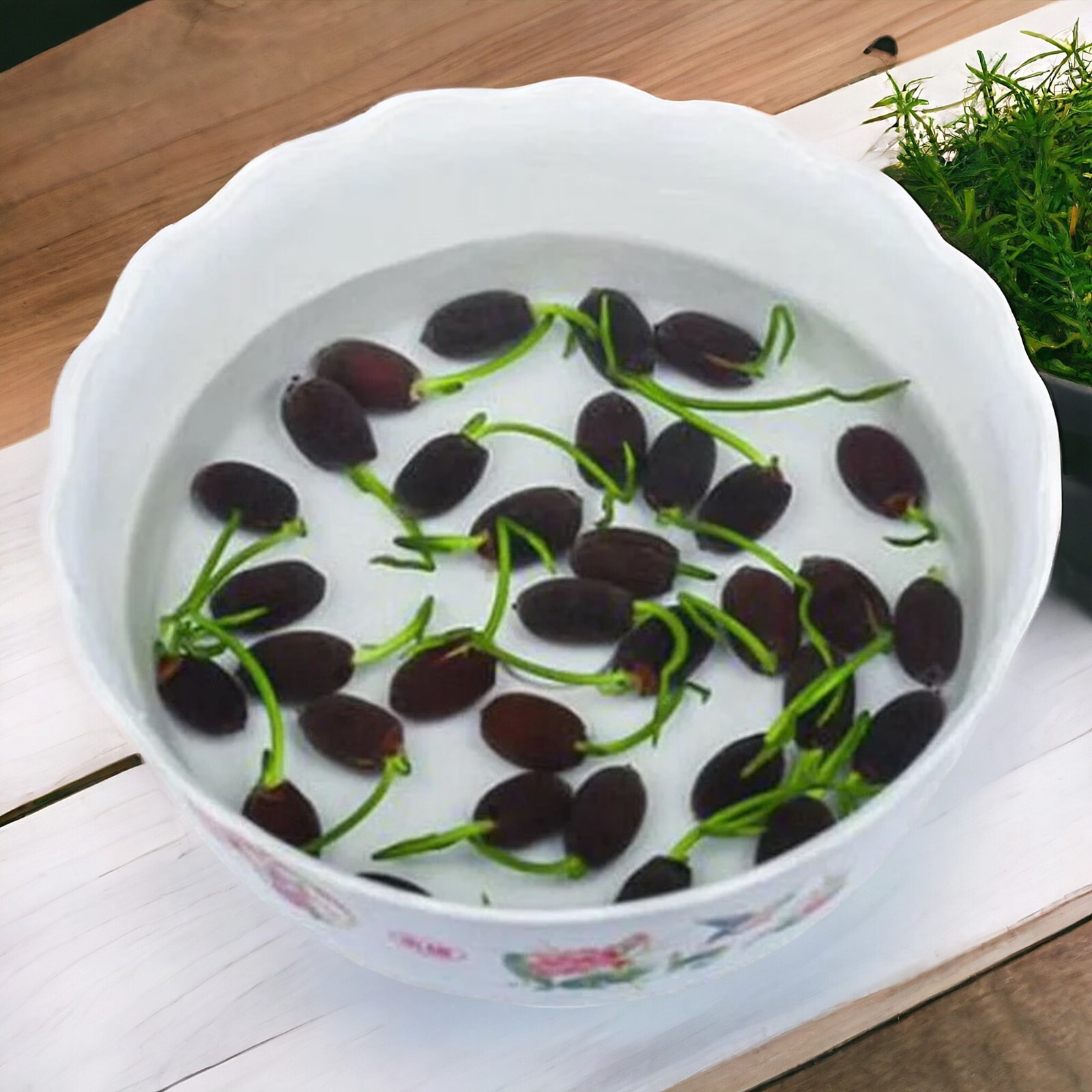 10pcs Lotus Seeds Mixed Color Bonsai Bowl Lotus Indoor Outdoor Aquatic Gardens
