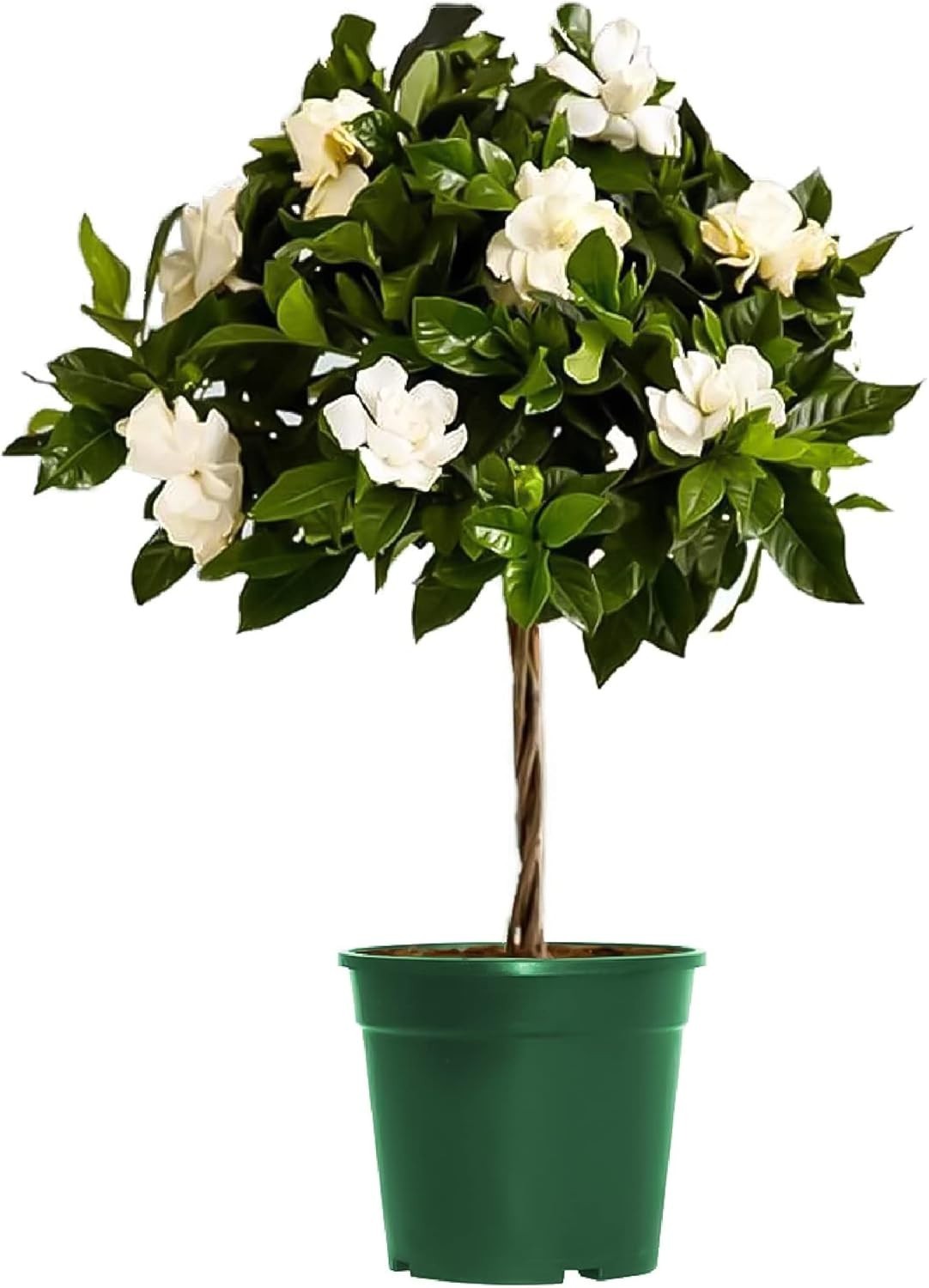 Compact Mini Gardenia Veitchii Tree – Fragrant 6-Inch Houseplant for Any Space