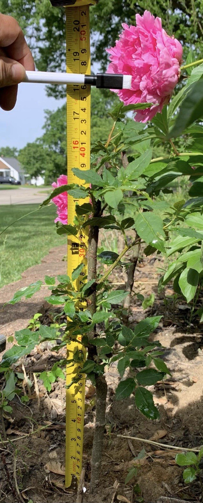 Chinese Pepper tree “Zanthoxylum” 2-3 Years Old With Roots New Leaves 15”-20”H