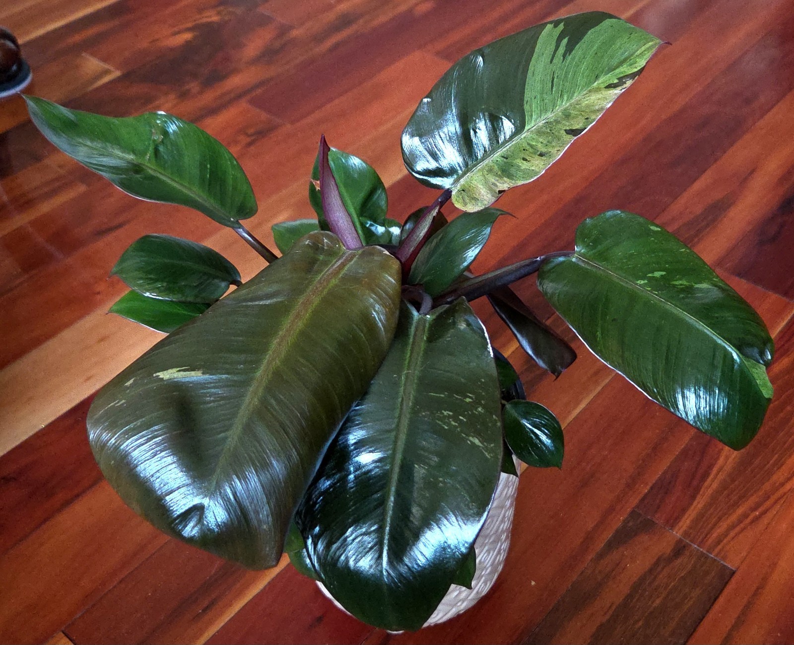 Rare Philodendron Variegated Black Cardinal 18″ Tall W/ Pups Aroid Not Monstera