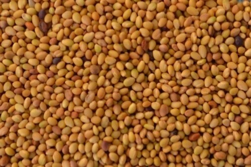 20lbs pure white clover seed 800,000+ seeds/lb