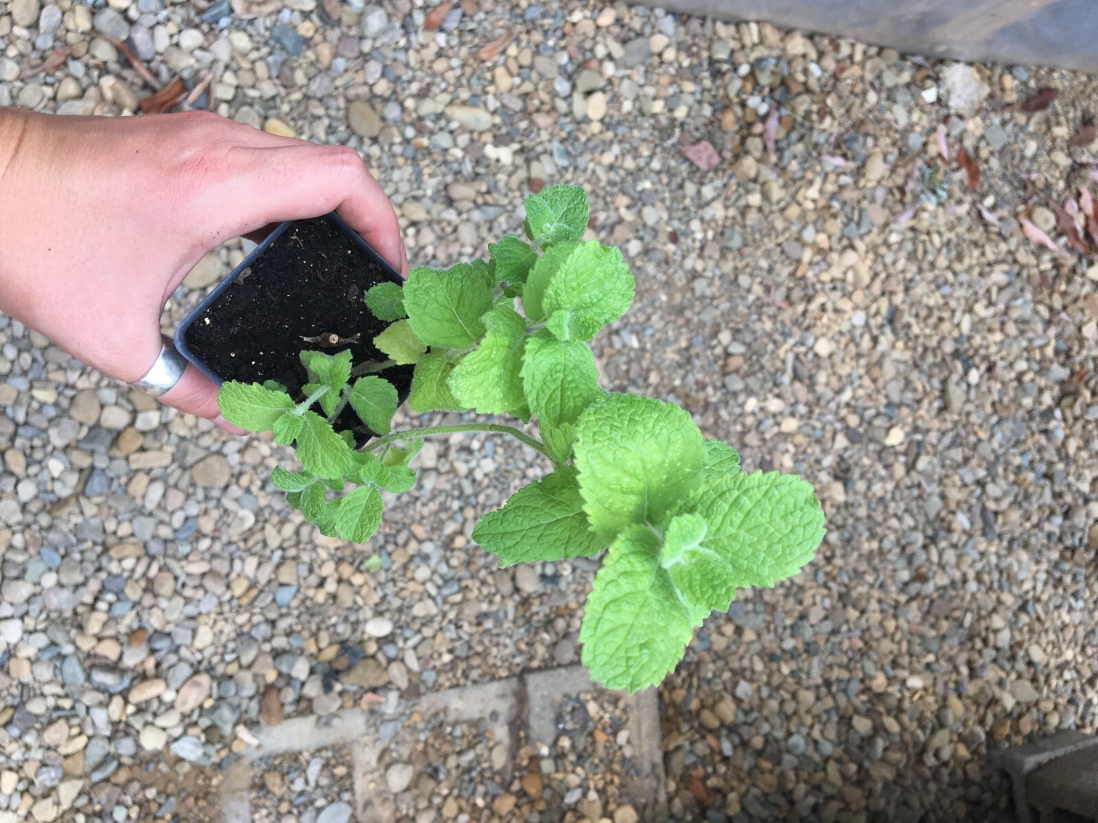 Mentha nilaca/Egyptian Mint 2 1/2″ pots