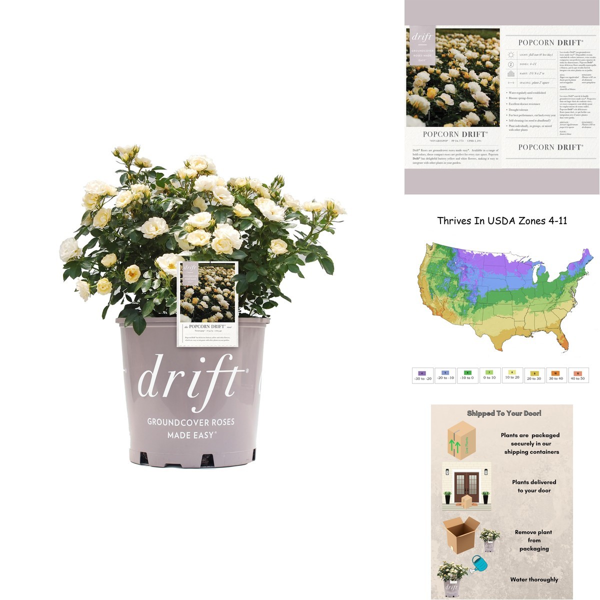 Generic Drift 2 Gal. Popcorn Rose Shrub