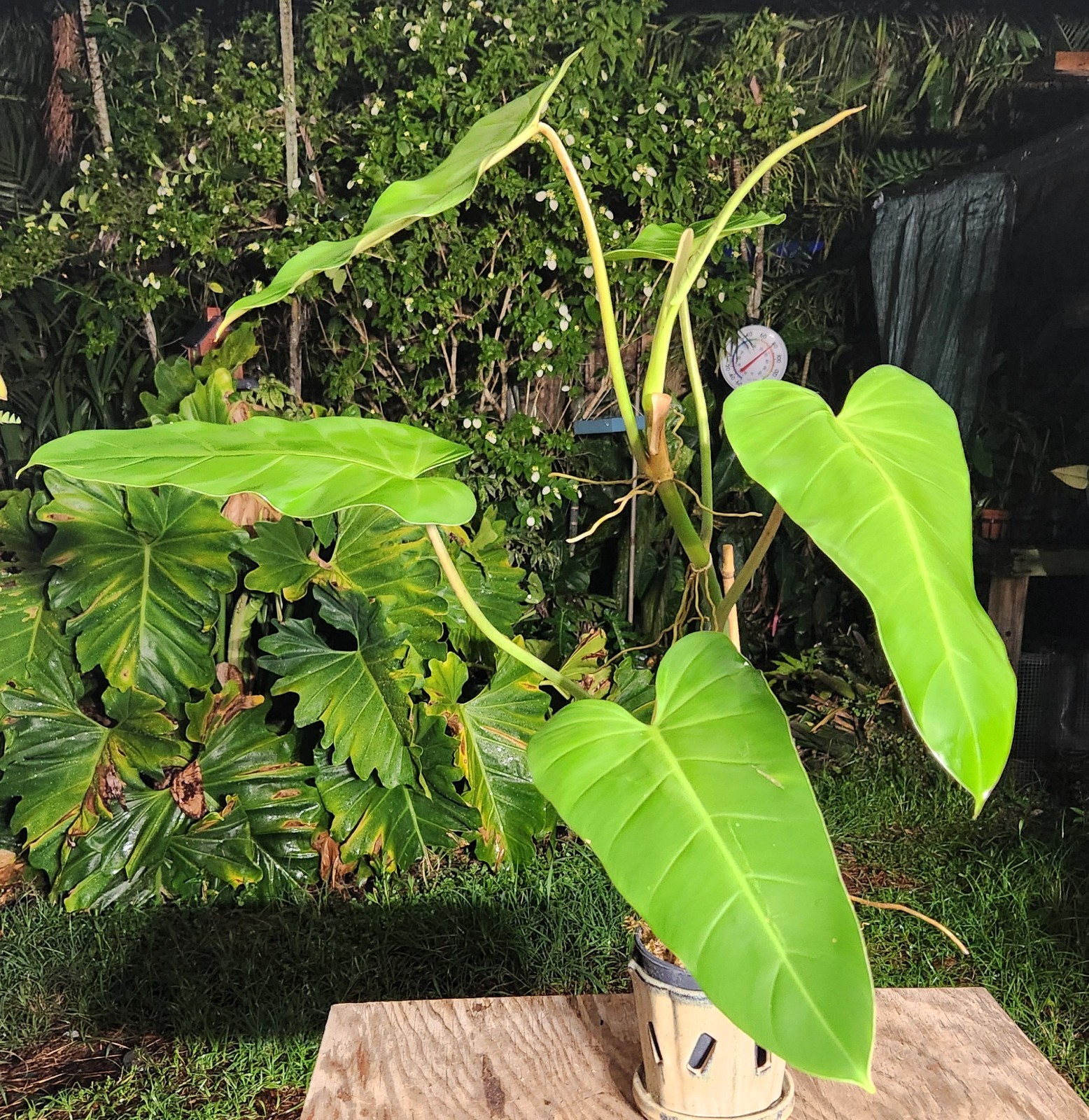 Philodendron Species Plant 5″ Pot 25″ Tall 24″ Wide