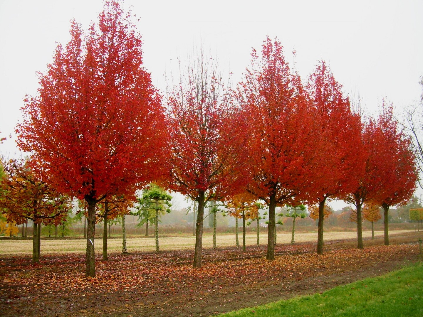European Pear Tree | Premium Seeds | Pyrus communis ‘Fall’ | Plants’®