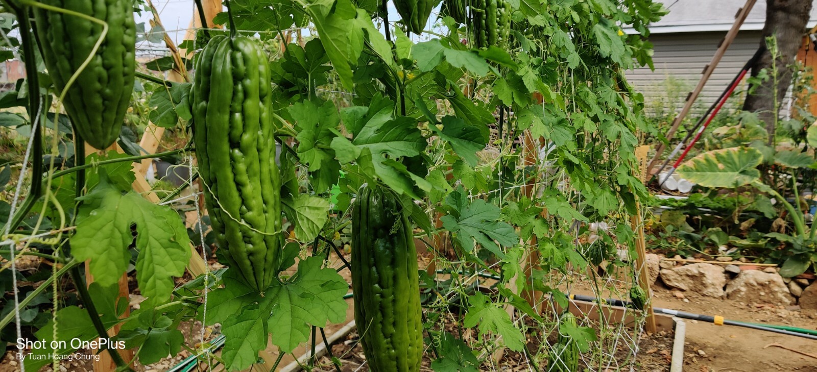 20 Bitter Melon Seeds / Khổ Qua,Mướp Đắng for 2023 season. US Seller