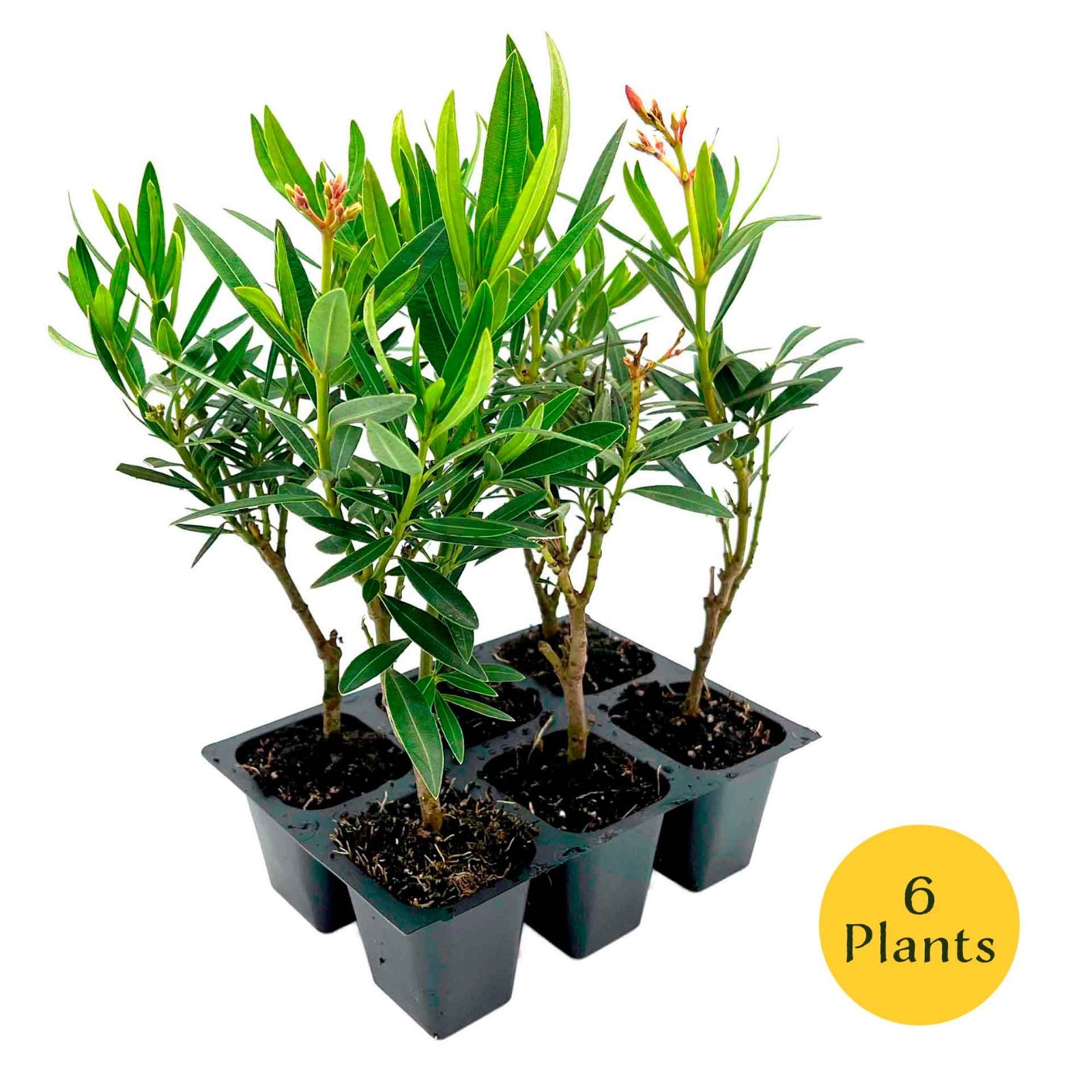 Petite Salmon Oleander (Nerium oleander ‘Petite Salmon’) in 2.5” Nursery Cubes