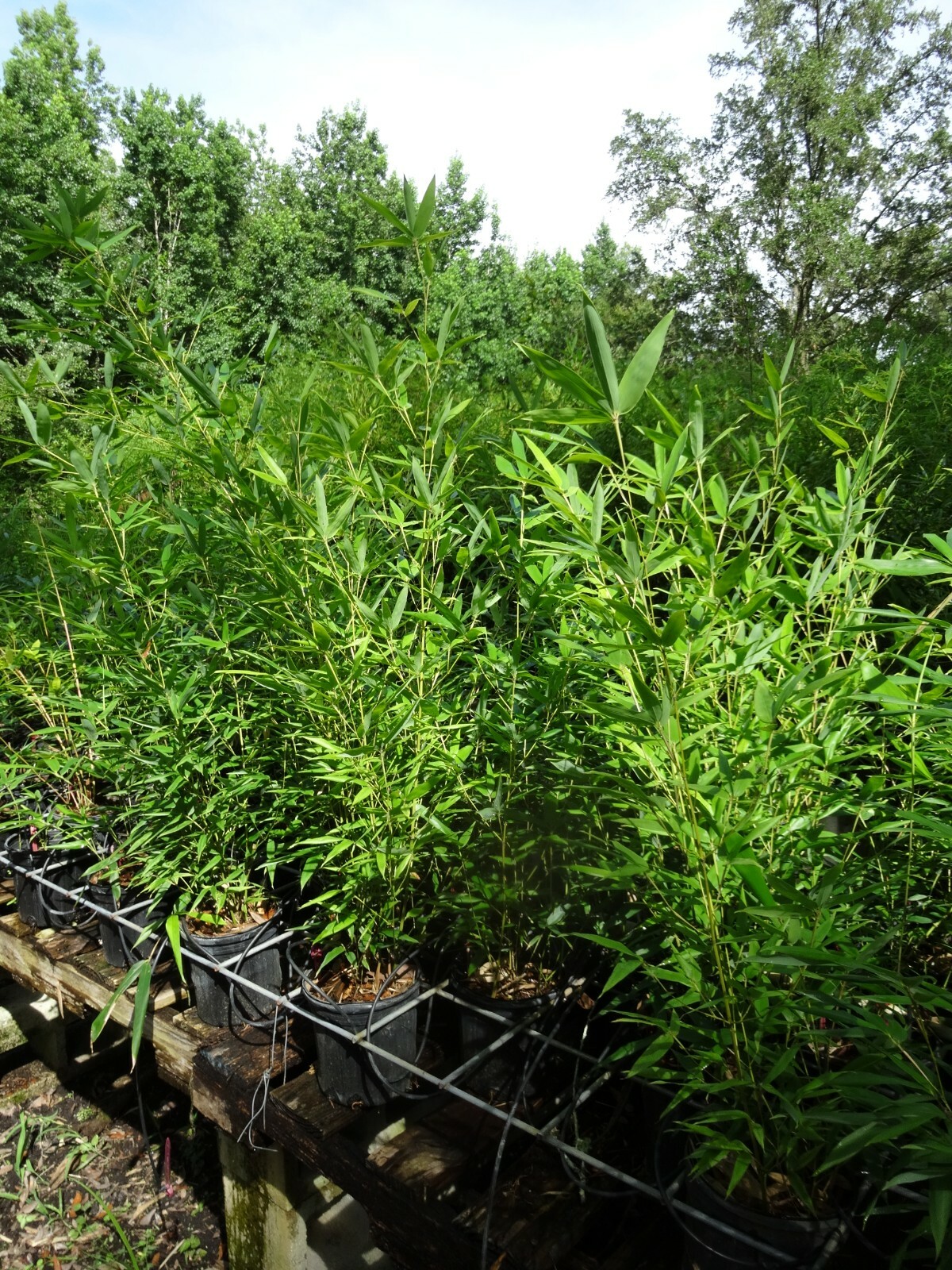 David Bisset Bamboo Plant /Phyllostachys-VERY COLD HARDY DOWN TO -15 DEGREES b