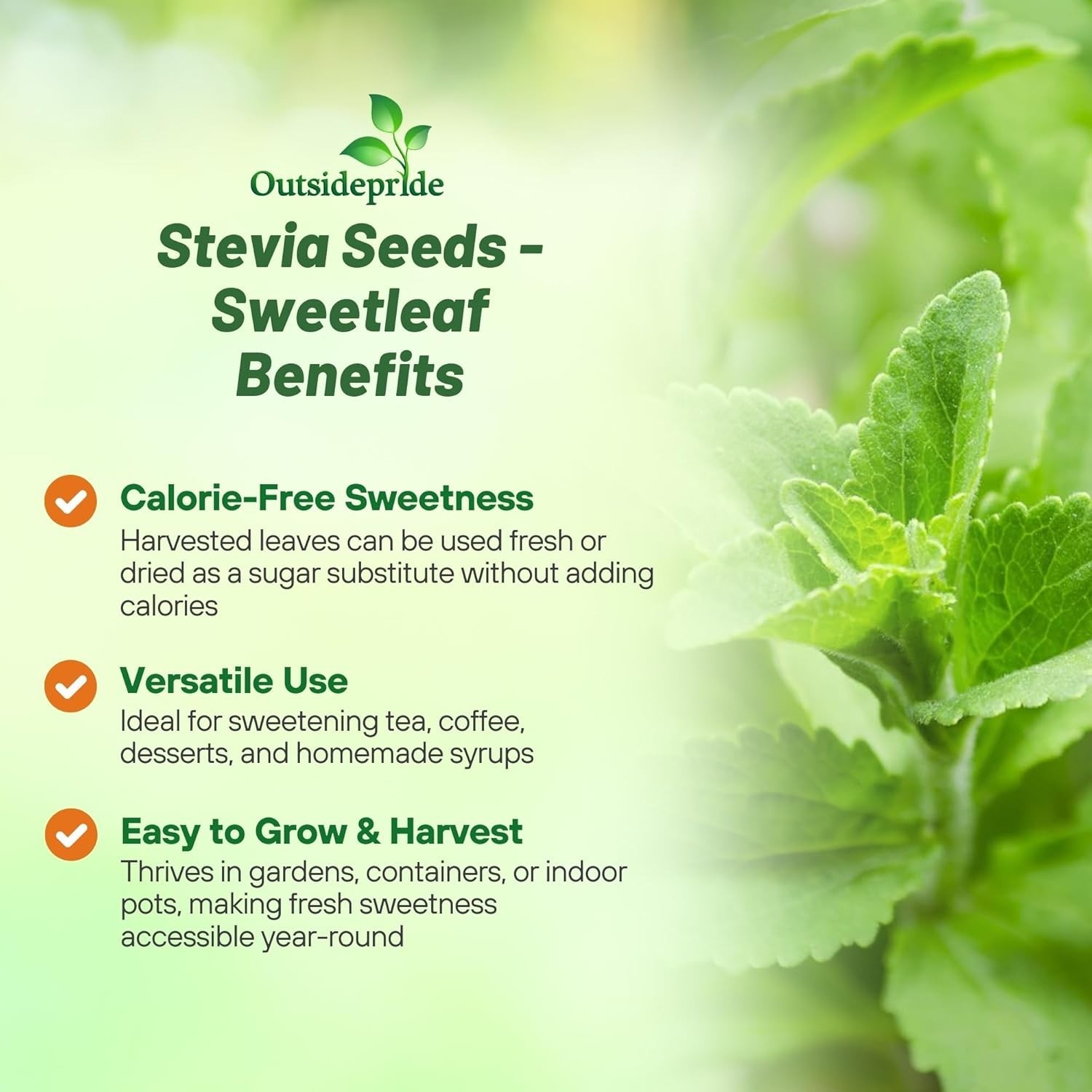 Organic Stevia Sweetleaf Seeds – 50 Pcs for Culinary Delights in Any Garden