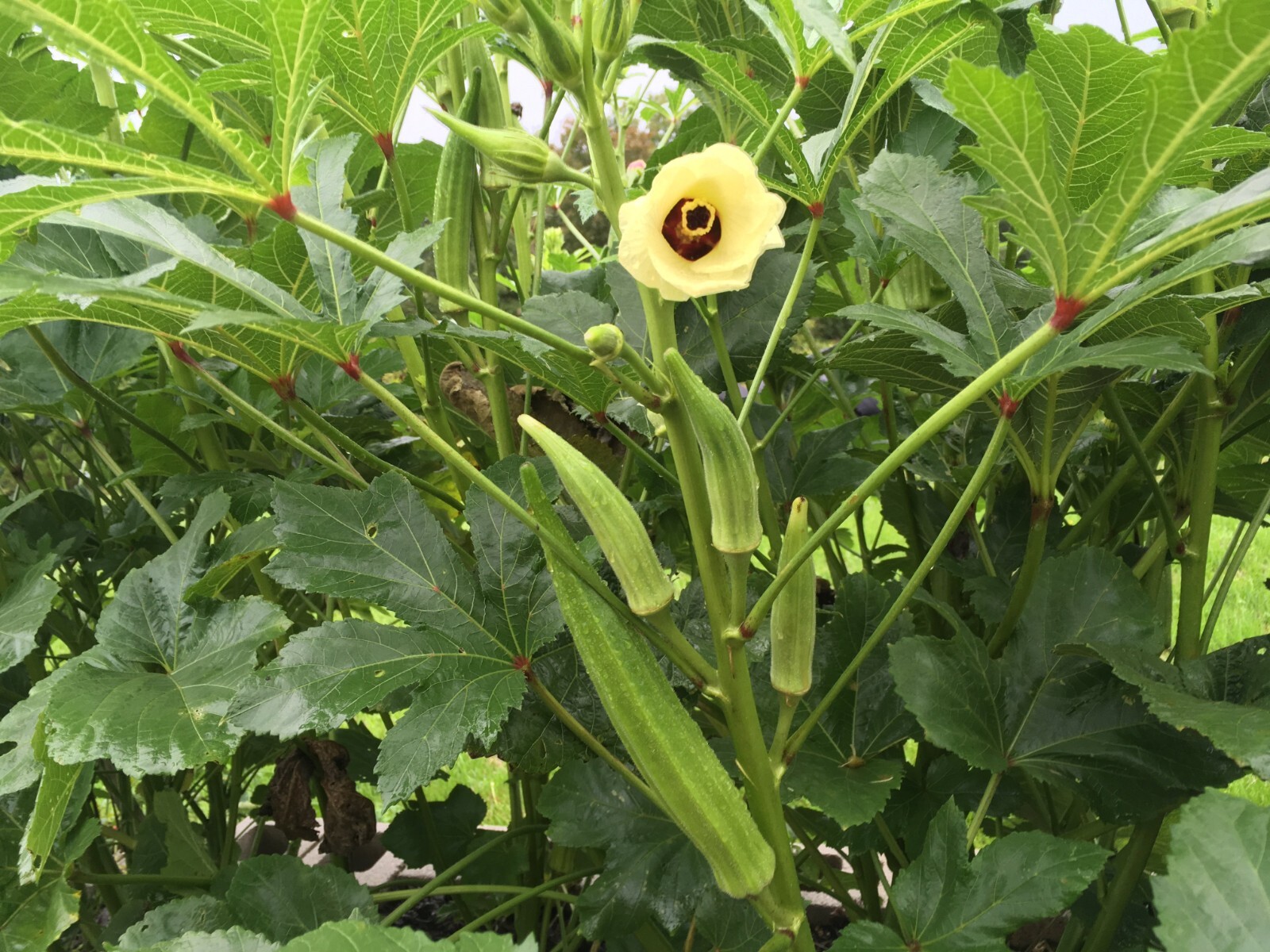 100+ CLEMSON SPINELESS OKRA seeds ORGANIC HEIRLOOM, GROWN IN THE USA, SHIPS FREE