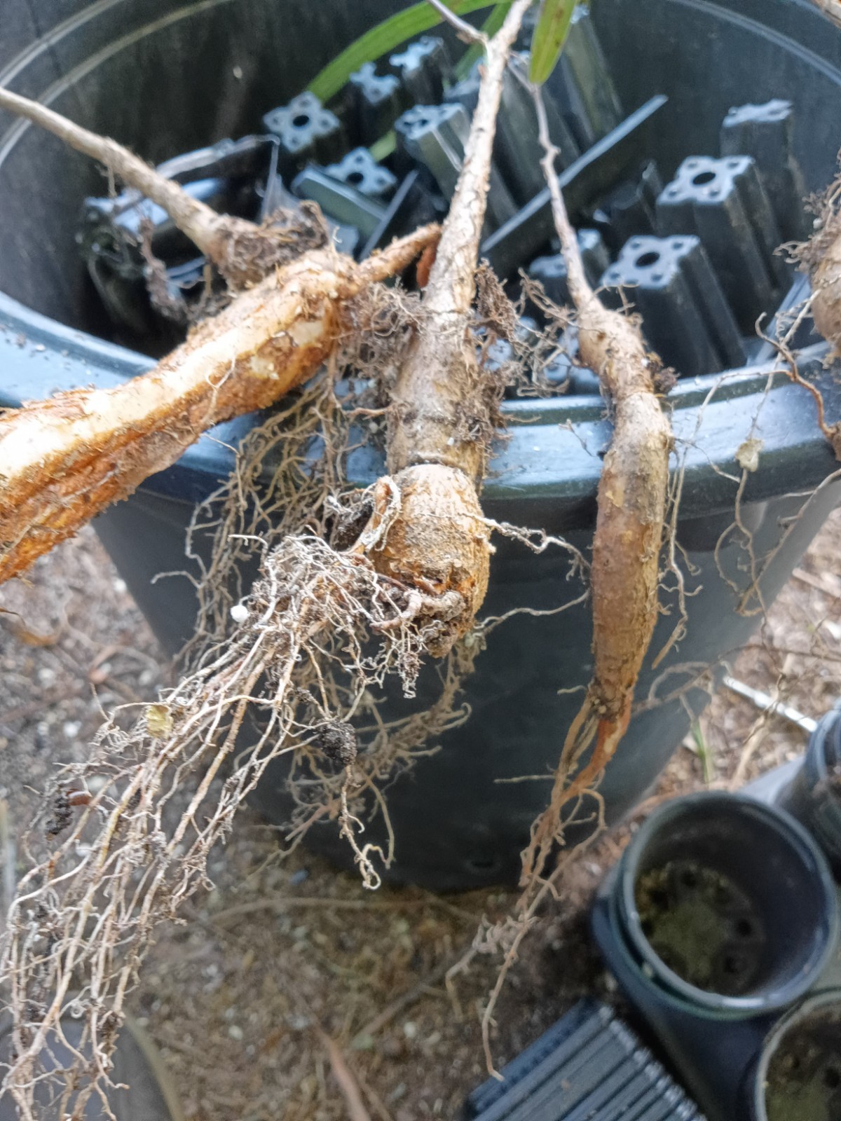 baobab grandidier fully rooted potted plants (15 to 20) inches or more nice