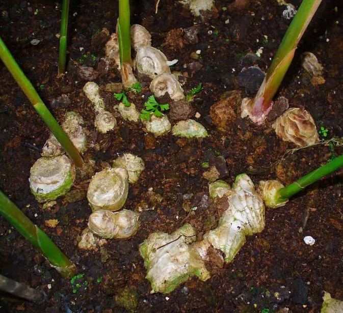 2 Live White Ginger Plants Ginger Zingiber Starter Fragant Ginger Herb 4-6″Tall