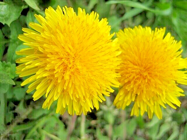 Dandelion 1000 seeds, herb, Taraxacum officinale, yellow daisy, EZ to grow.