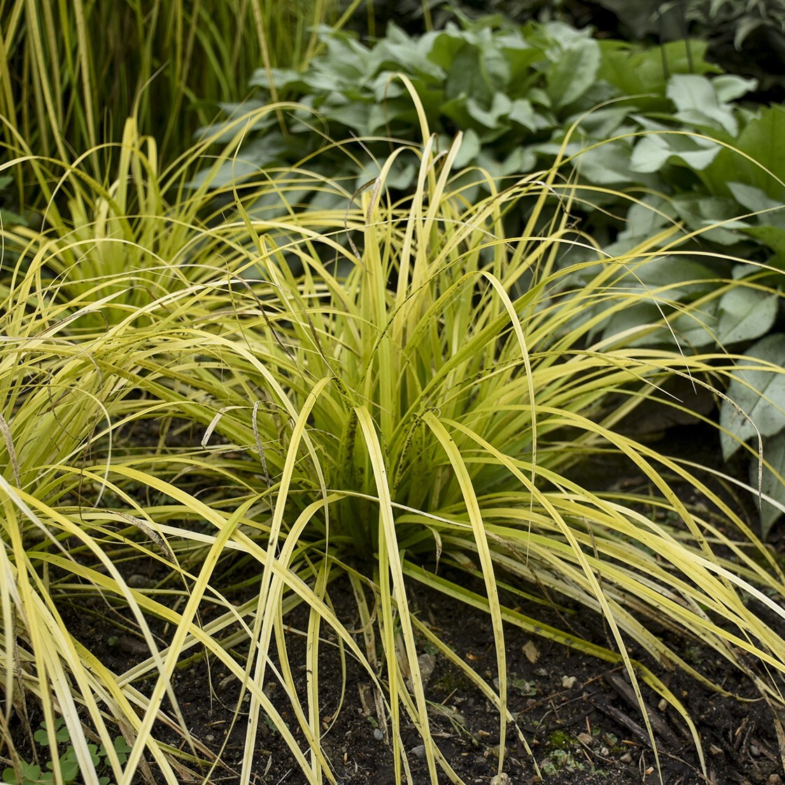 Evercolor ‘Everillo’ Japanese Sedge Carex Shade Grass Hosta Companion