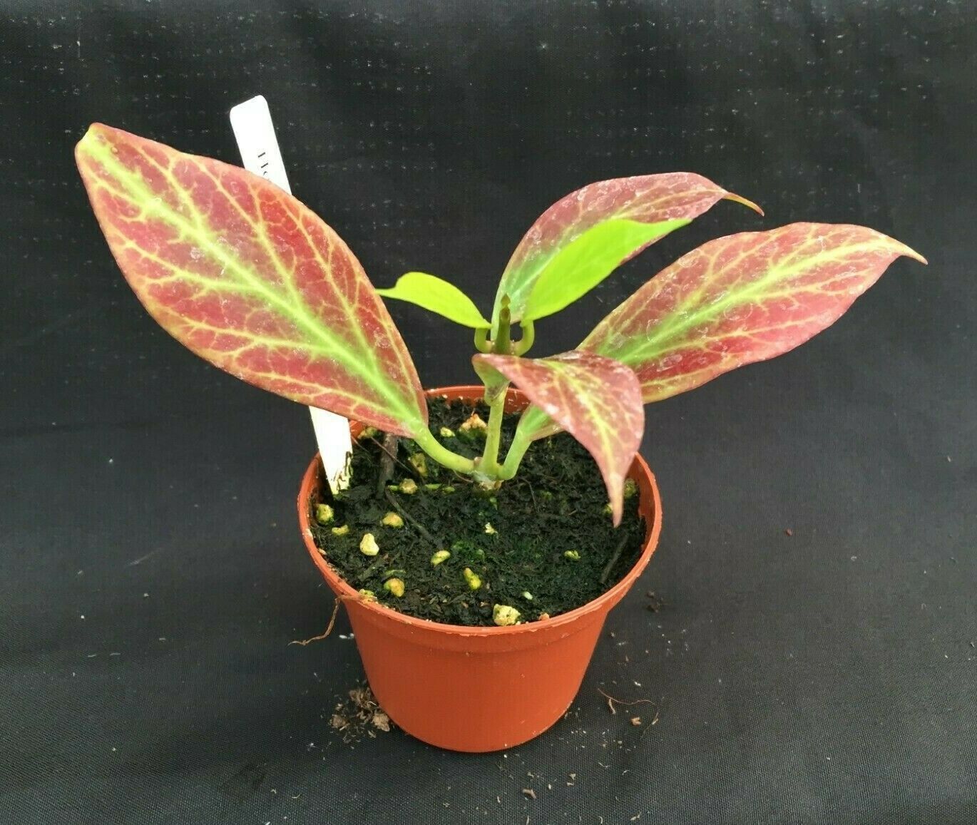 Hoya obscura ‘Major’. Rooted Plant Shipped in 2.5″ Pot