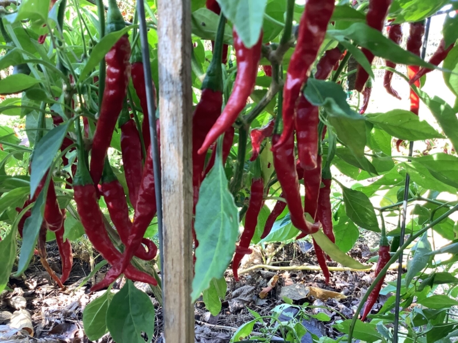 60 Cayenne chili pepper seeds, organically grown heirloom non GMO