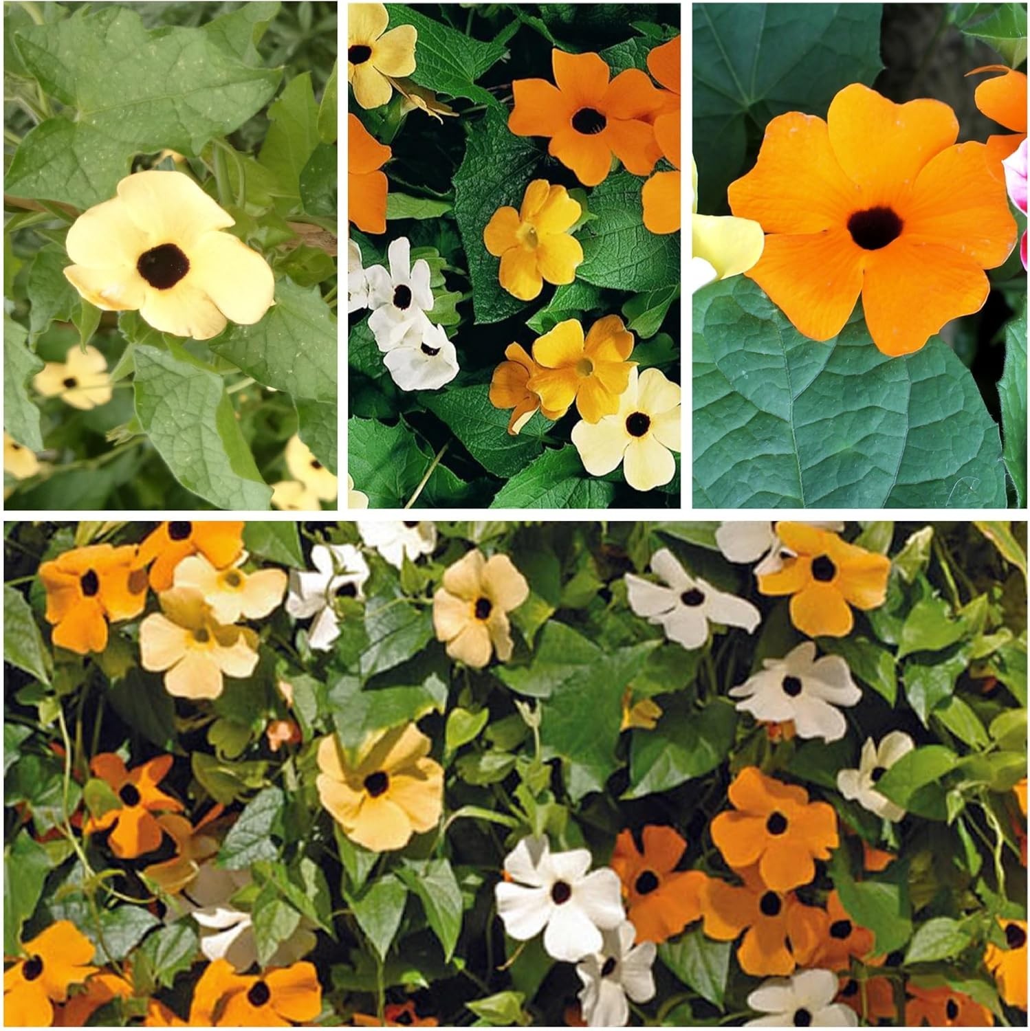 Thunbergia Alata Black-Eyed Susan Vine Seeds – Annual Blooms & Garden Privacy