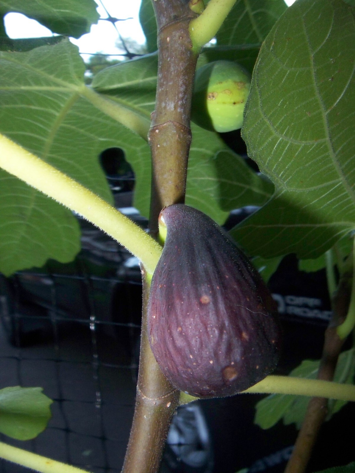 36-48″ tall Black Mission Fig Plant – Ficus carica tree