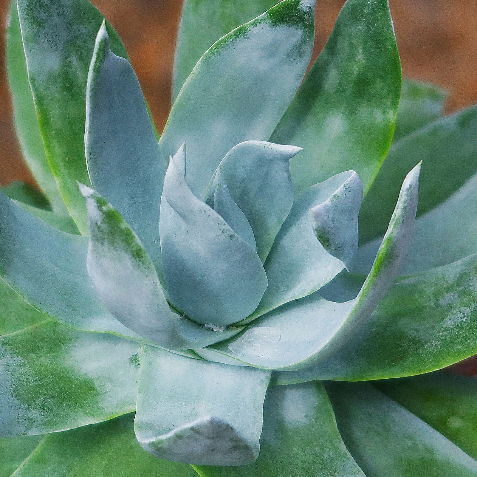 Giant Chalk Dudleya ‘Dudleya brittonii’ cactus Cacti Succulent real live plant