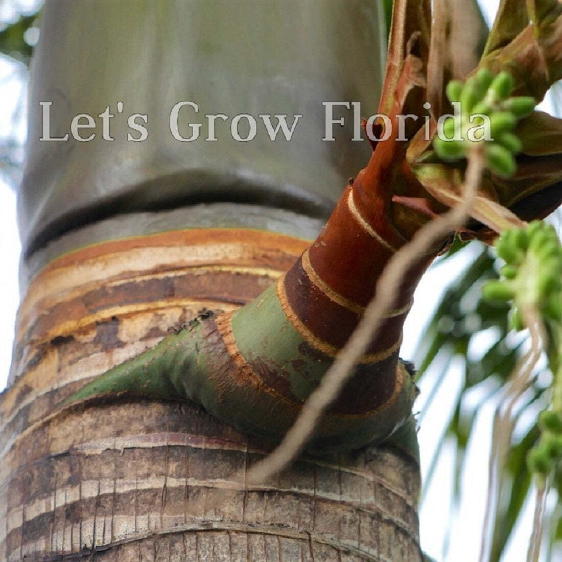 Satakentia liukiuensis Palm Tree