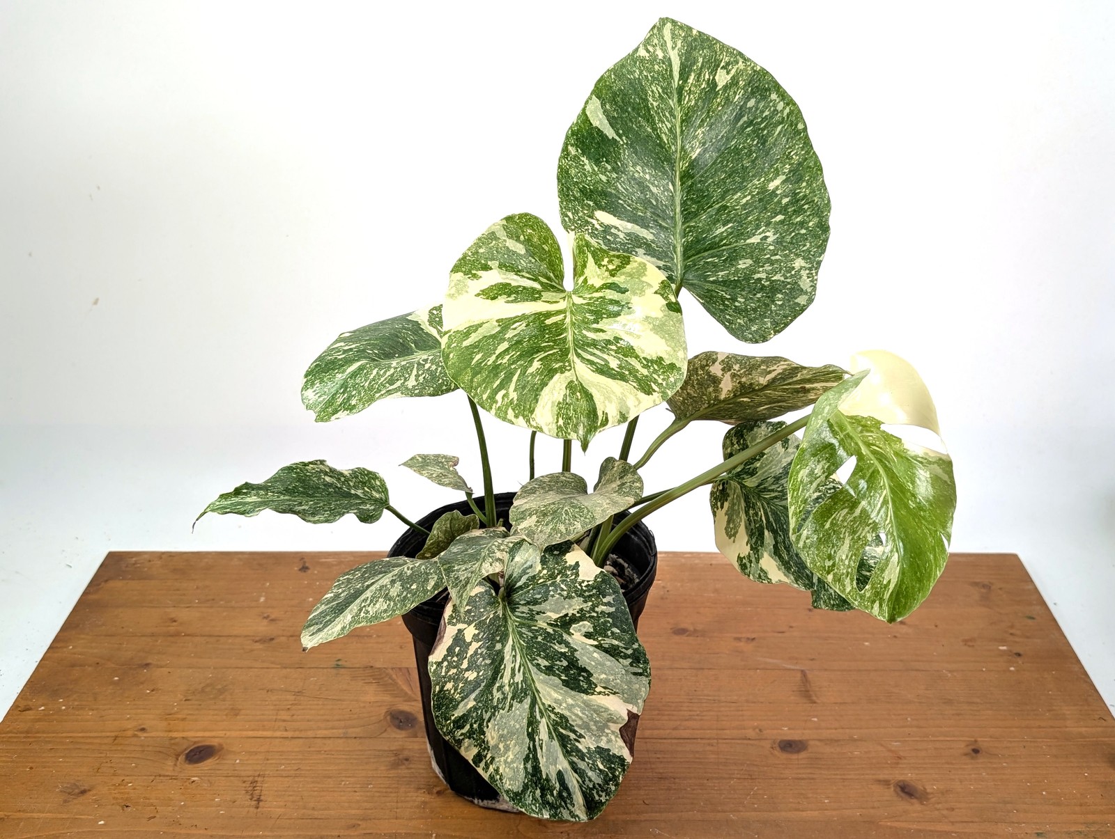 Monstera ‘Blizzard’ Variegated w/ 4 Growth Points – Exact Plant #25A – 1 gallon