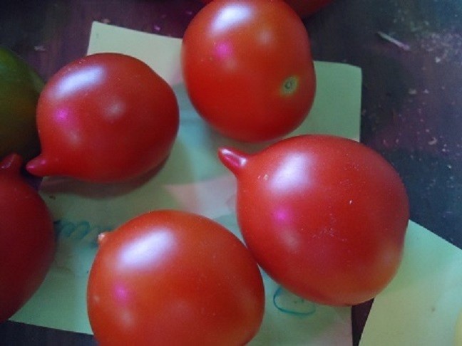 Riesentraube Heirloom tomato 20 seeds