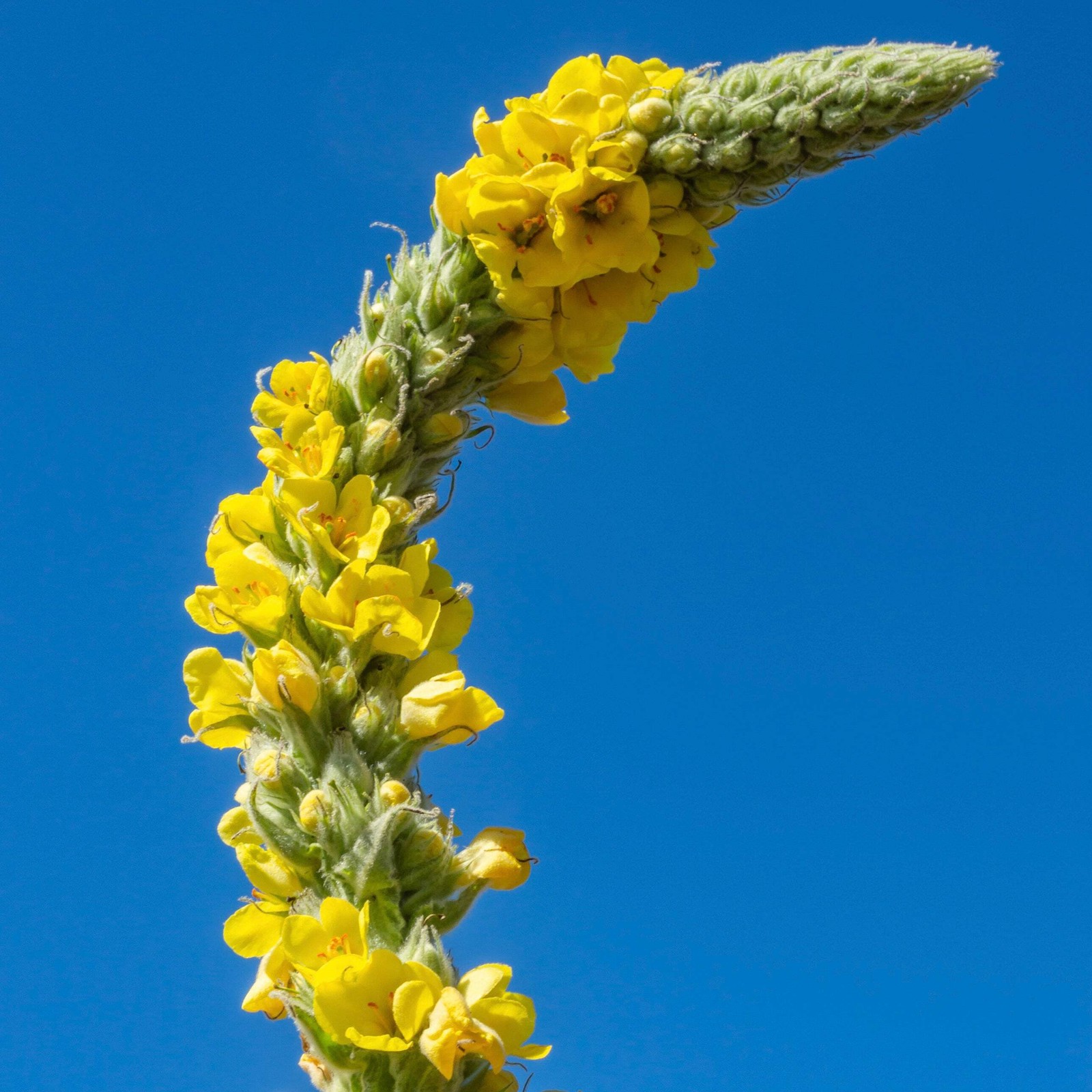 Common Mullein Seeds (Verbascum thapsus) ~Traditional Herb Pollinator Garden