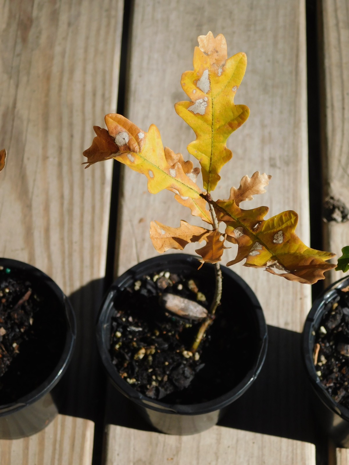 Quercus robur Fastigiata Columnar English Oak Potted Dormant 6+ Inches Tall