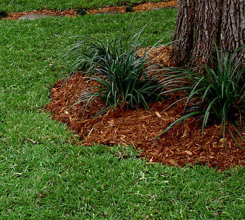 DoubleEagle Centipede Grass Seed – 1/2 Lb. Certified