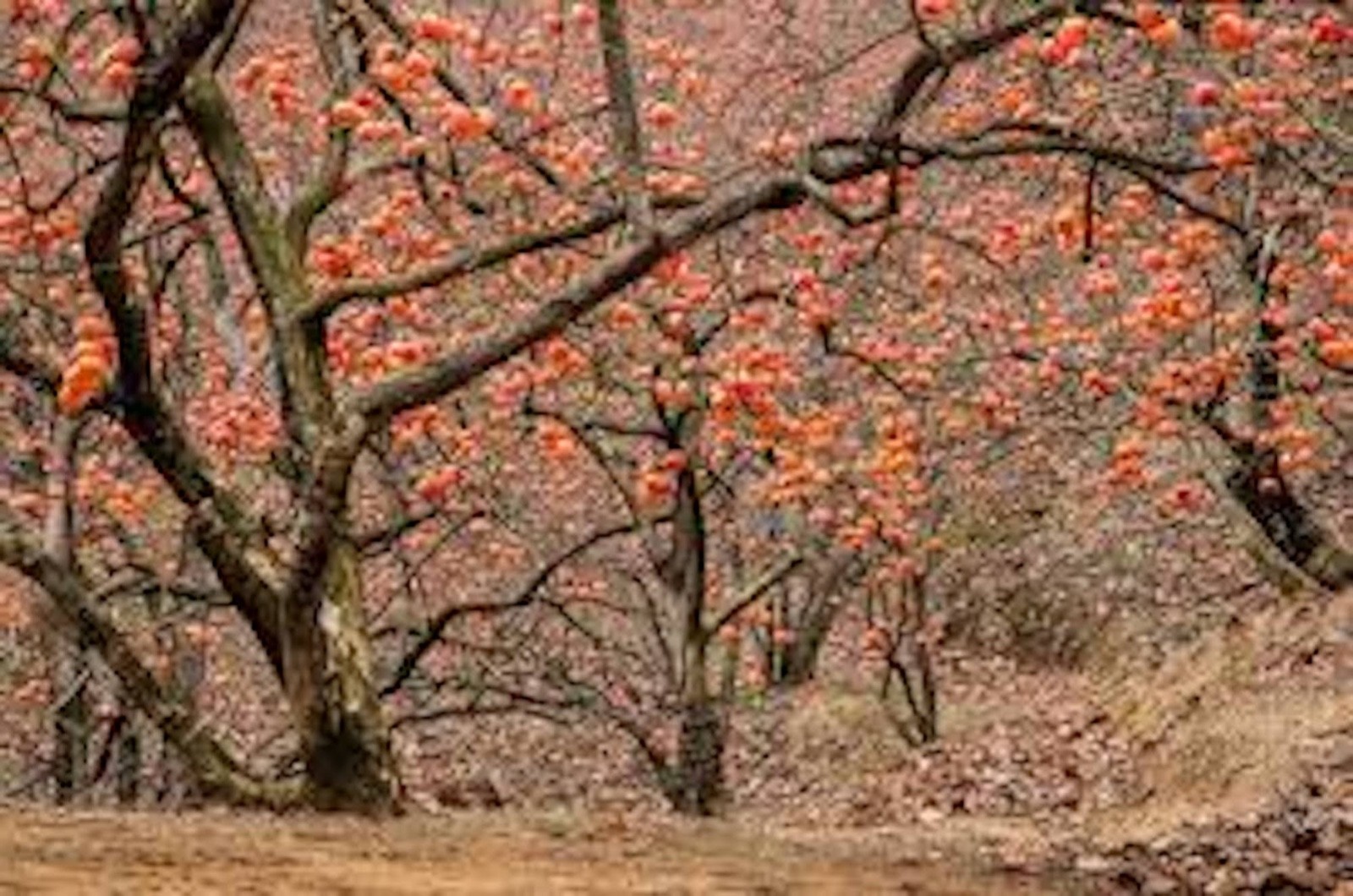 1 Persimmon Tree 12-24″ Tall American Native Diospyros Virginiana Bare Root
