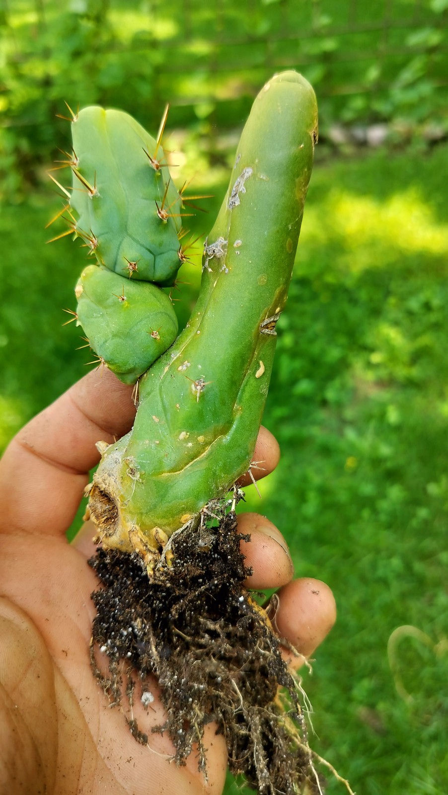 Sacred Cactus – Bridgesii TBM -Short Type- Fully Rooted ( Exact Cactus)