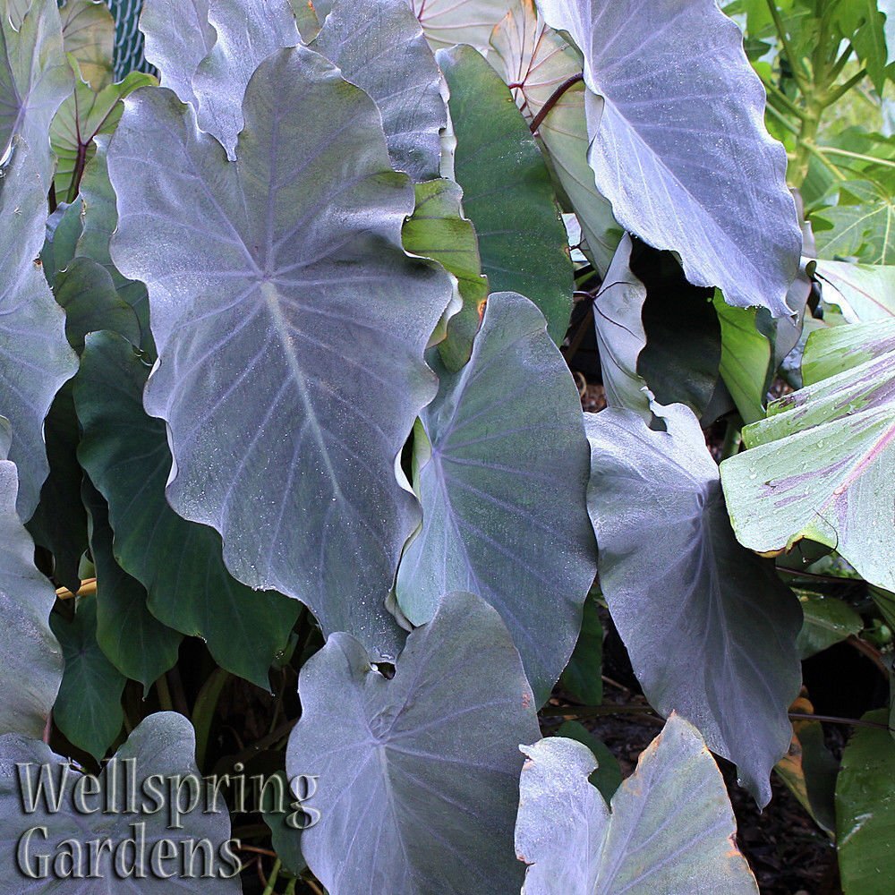 Black Ruffles Elephant Ear – Colocasia esculenta – Live Plant