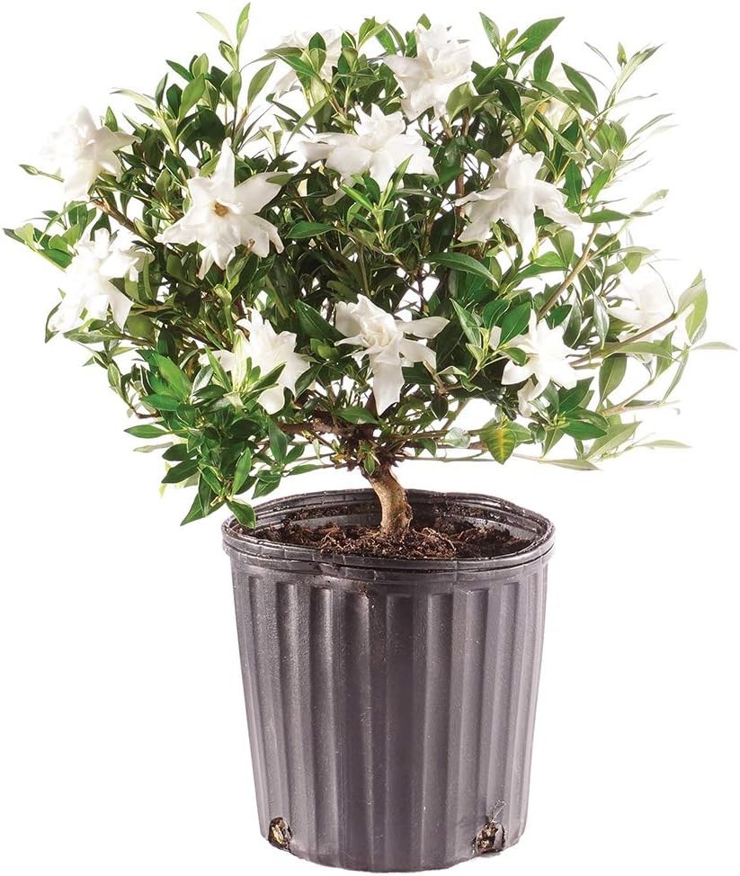 Elegant Gardenia Live Bonsai Tree – 4 Old – 6-8 Inches Tall in Grower Pot