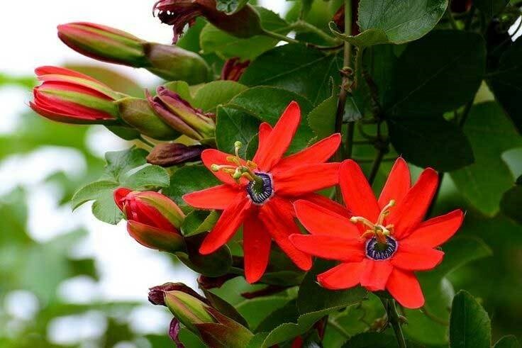 Passiflora manicata | Red Passion Flower| 10_Seeds
