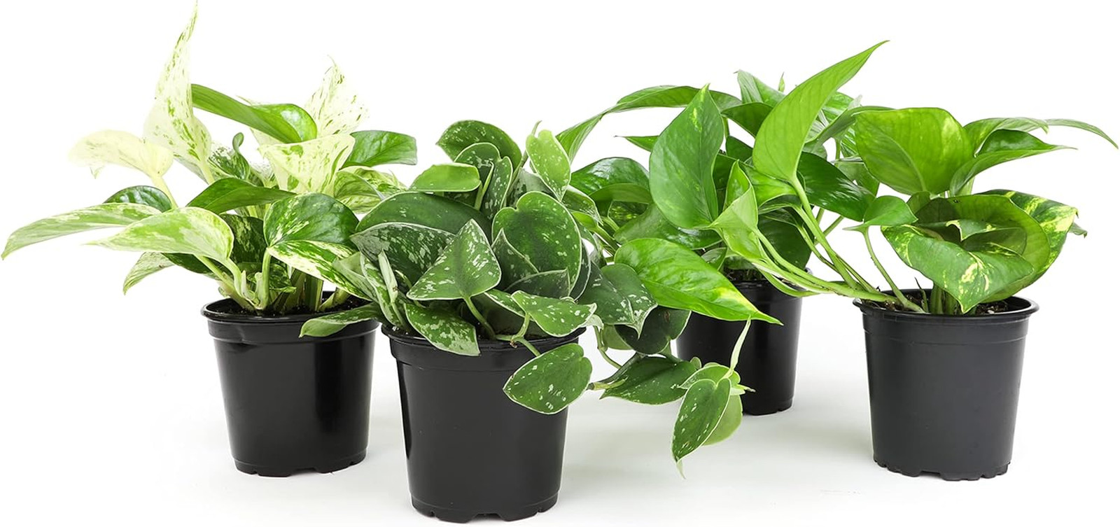 Live Pothos Plants (4PK) Indoor Plants Live Houseplants, Pothos Live Plant House