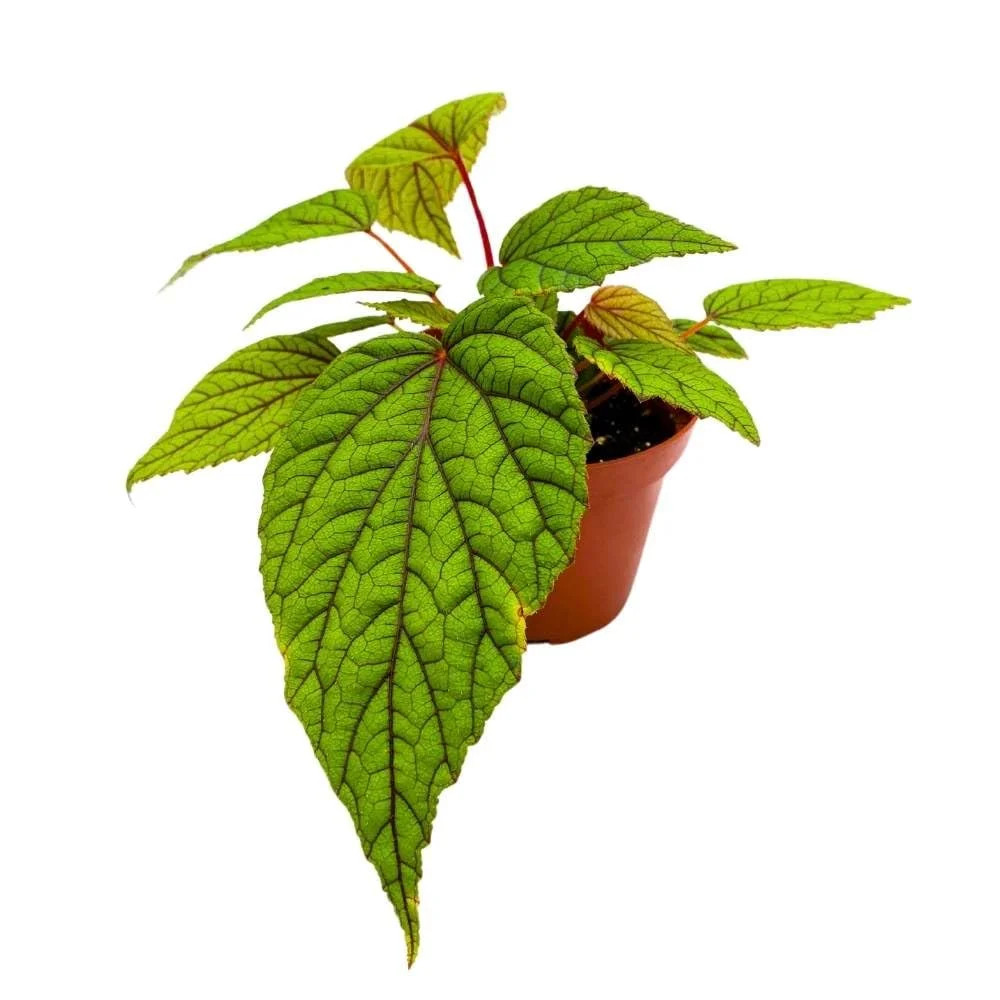 Begonia Abdullahpieei, 4 Inch Green Rare Rhizomatous Rhizo Red Stem Veins